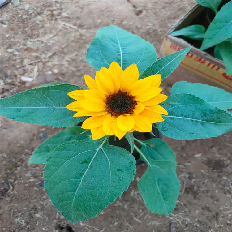 江苏向日葵价格 向日葵种子 花镜花卉向日葵现货供应