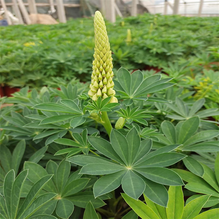 多颜色羽扇豆供应 新疆鲁冰花价格 江瑞草花