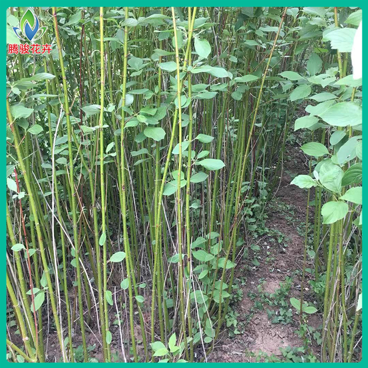 【腾骏花卉】供应红瑞木小苗 小红瑞木质量好