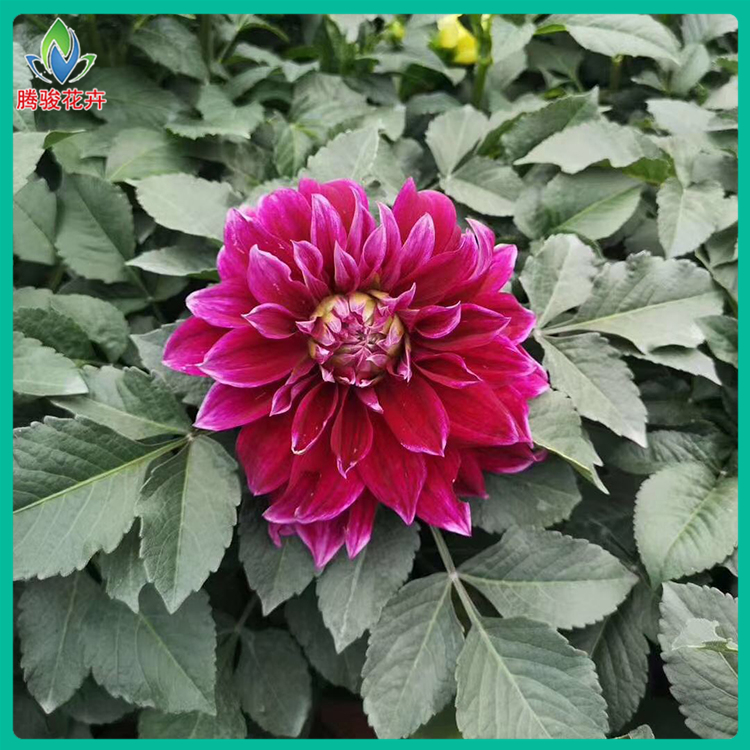 腾骏大丽花 小丽花 山东多年生草本花卉