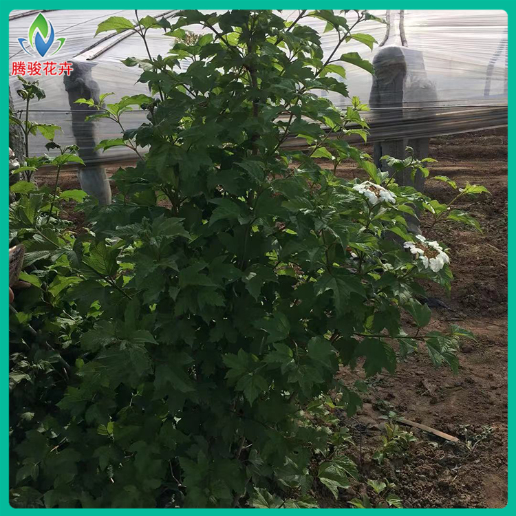 天目琼花价格 天目琼花树苗 观花观果植物