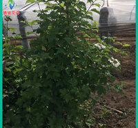 天目琼花价格 天目琼花树苗 观花观果植物