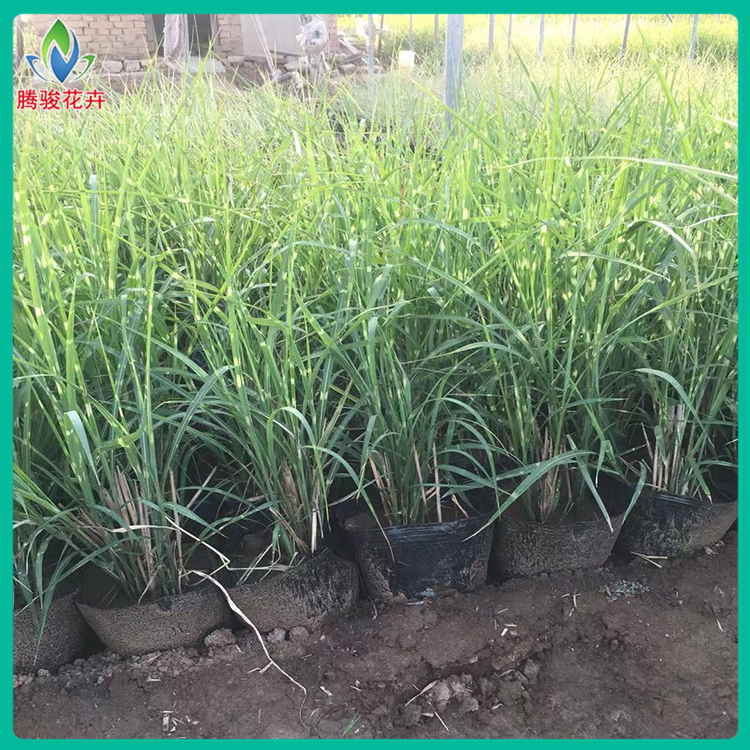 斑叶芒价格 好苗售卖地 山东草花基地