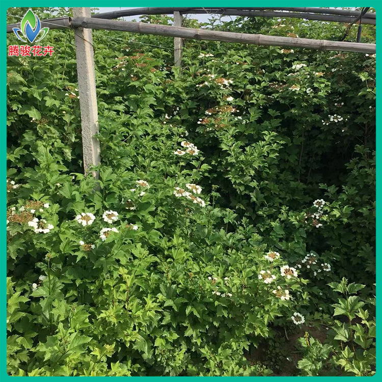 供应 天目琼花种苗 落叶灌木基地 腾骏花卉