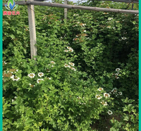 供应 天目琼花种苗 落叶灌木基地 腾骏花卉