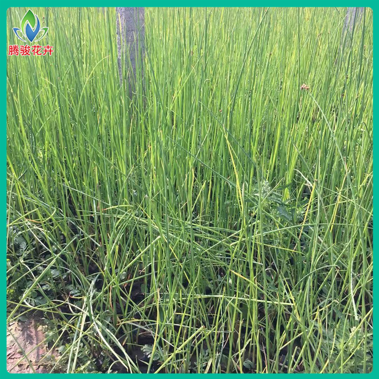 水生花卉 水葱 水生挺水植物 苗木水葱批发