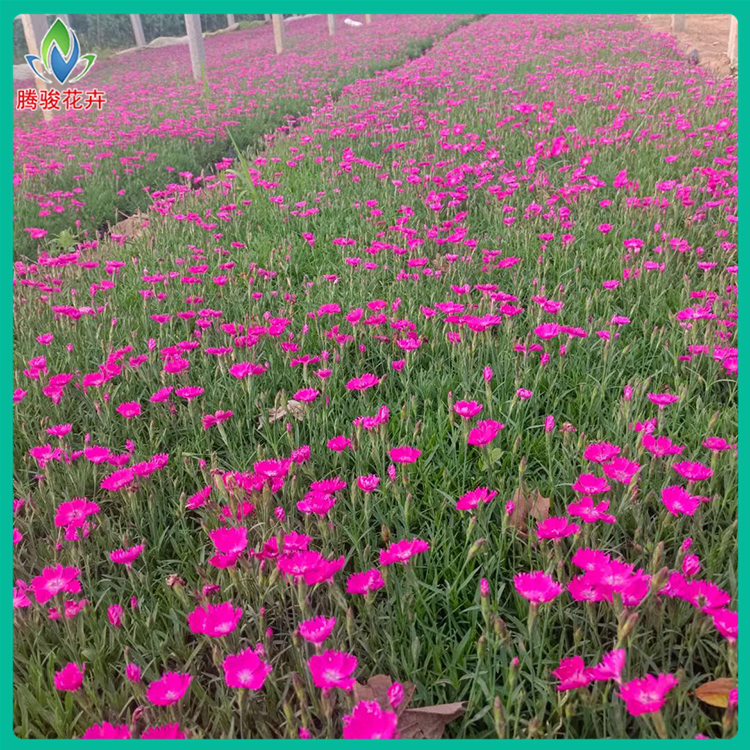 欧石竹花海 青州观赏花卉 上盆欧石竹苗 腾骏花卉