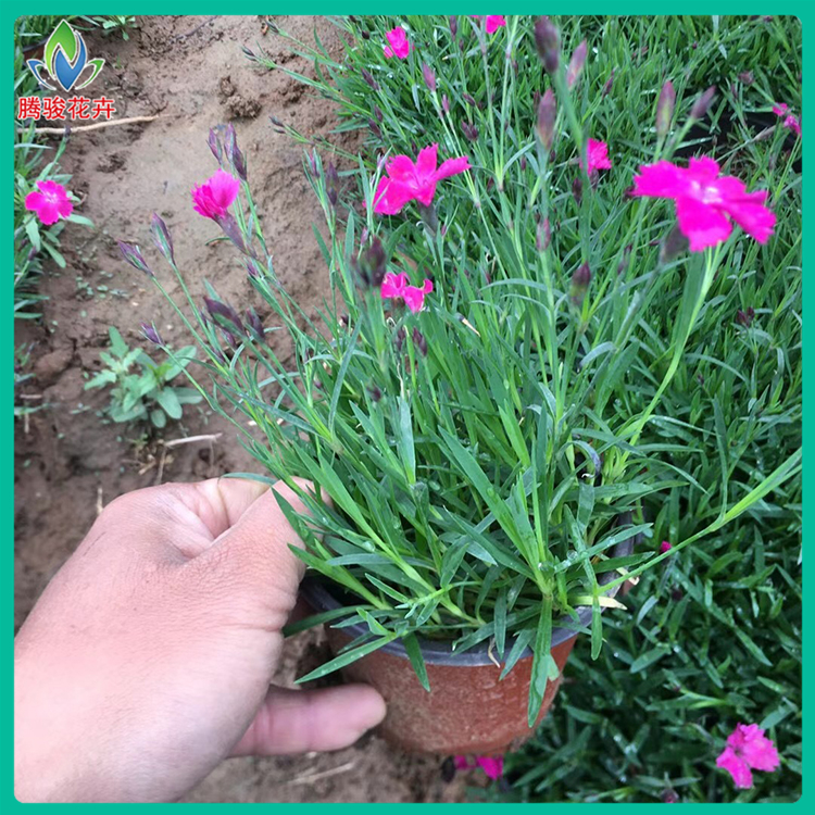 腾骏花卉 种植基地 批发供应欧石竹
