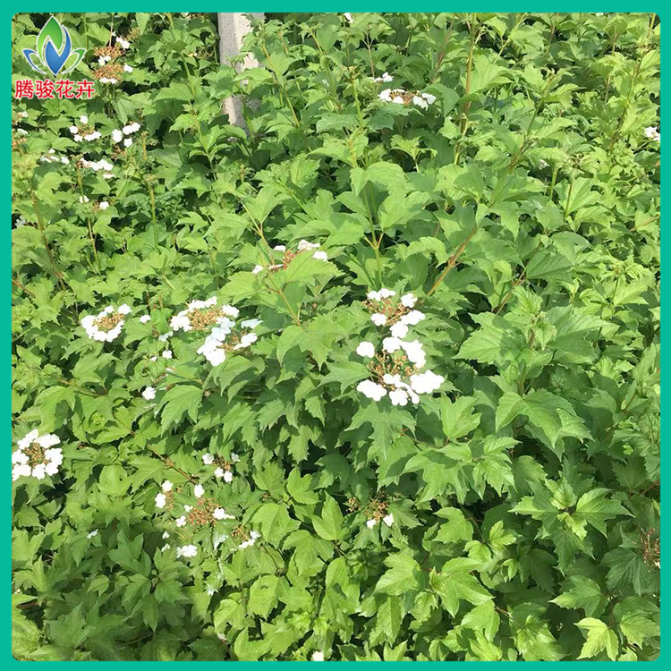 绿化灌木供应 天目琼花 腾骏花卉 报价