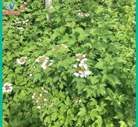 绿化灌木供应 天目琼花 腾骏花卉 报价