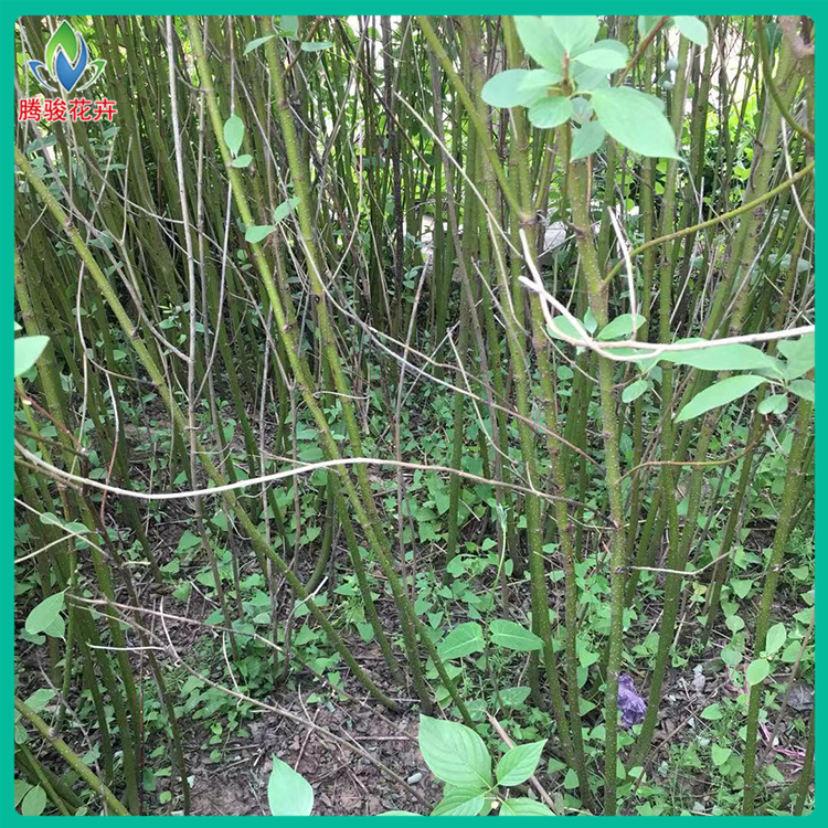 腾骏 40公分高的红瑞木地栽苗大量供应 欢迎定购
