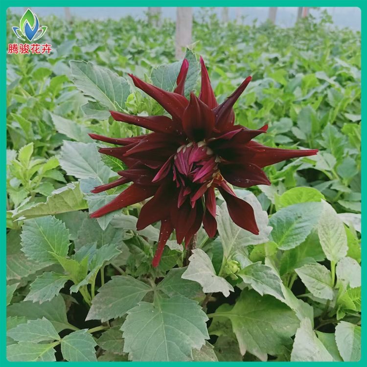 腾骏 大丽花批发商 大丽花价格 花朵大而多瓣