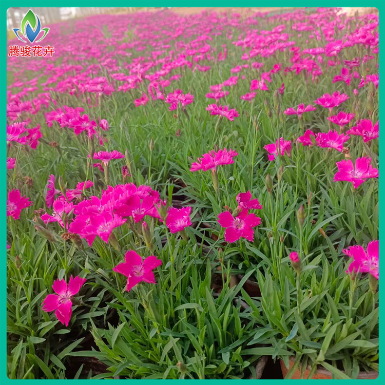 腾骏 欧石竹小苗 花海设计用小苗 耐寒花卉