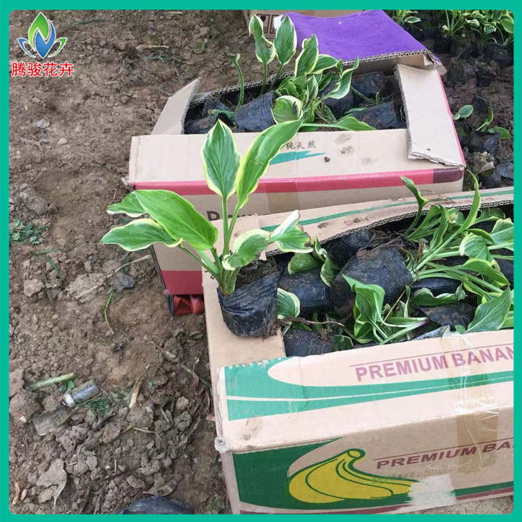 金边玉簪苗 山东草花基地 基地供应 金边玉簪价格