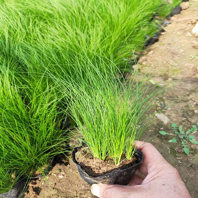 湿地绿化苗木细径针芒 绿化建设细径针芒