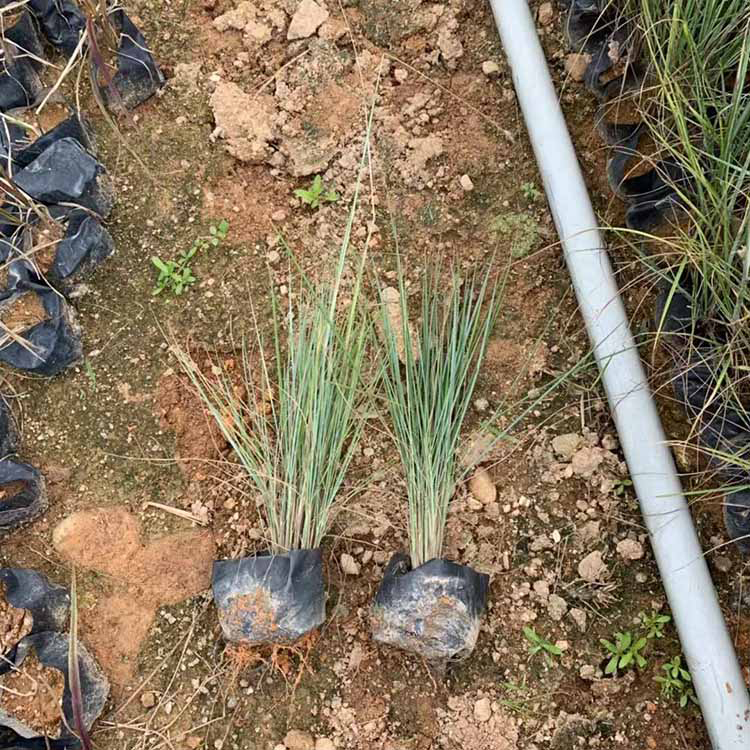种植批发坡地毛冠草 基地直供坡地毛冠草