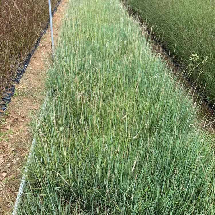 种植批发坡地毛冠草 景观坡地毛冠草报价 夏杰花卉 苗圃直发