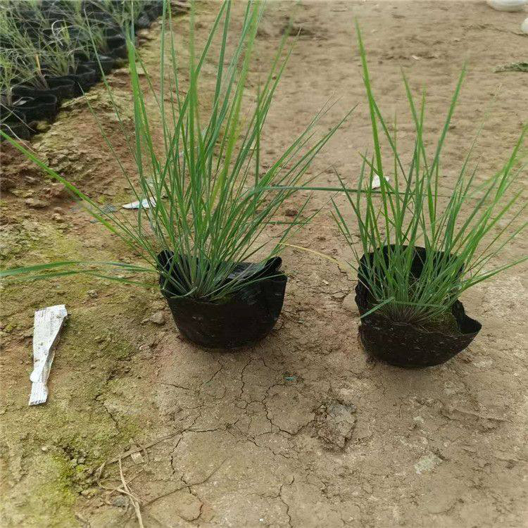 双色杯坡地毛冠草 坡地毛冠草种植基地 夏杰花卉 广场花卉摆放