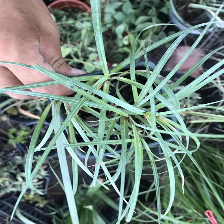 盆花观赏坡地毛冠草 绿植庭院坡地毛冠草 夏杰花卉 公园草花