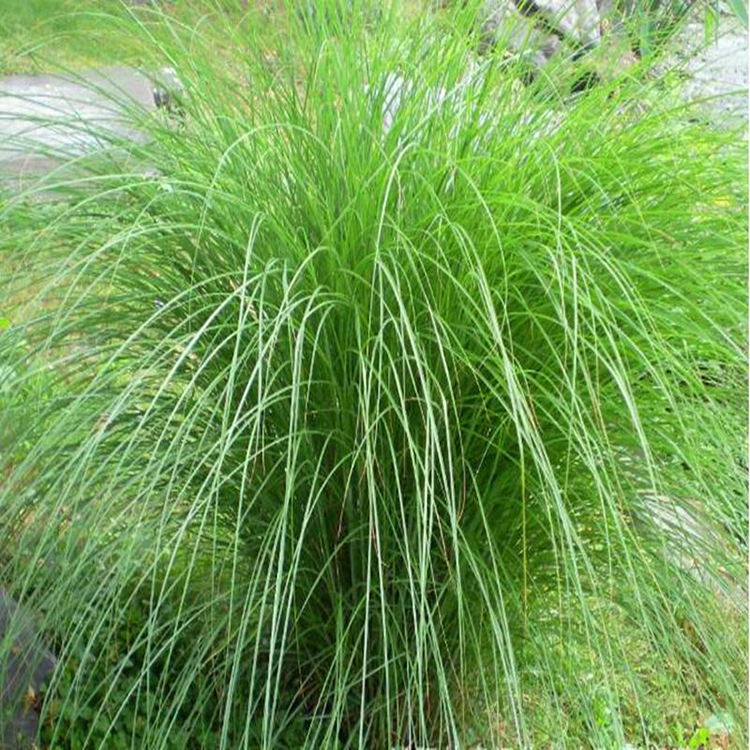花海建设细径针芒 绿化用