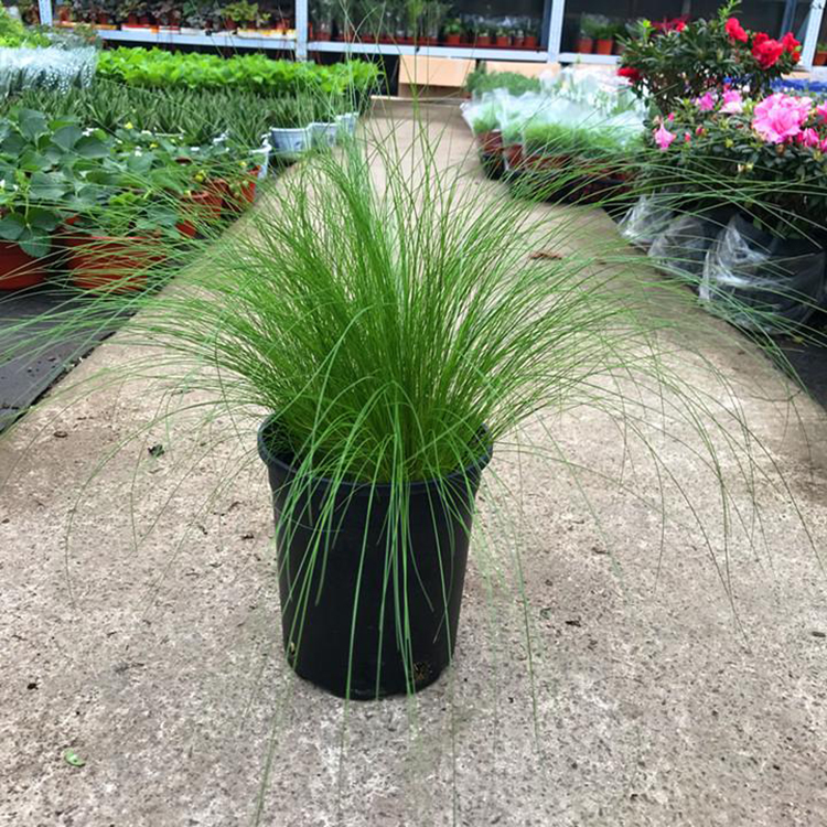 盆栽宿根细径针芒 湿地绿化景观细径针芒