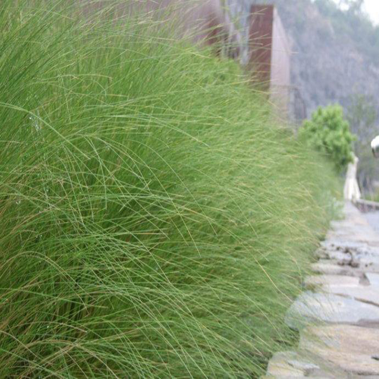 批发细径针芒水生植物 花海建设细径针芒 夏杰花卉 十一造型设计
