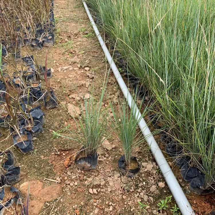 坡地毛冠草种植批发 山东坡地毛冠草批发