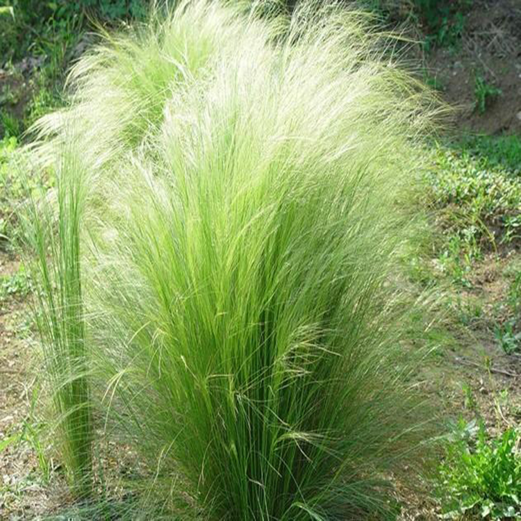 盆栽宿根细径针芒 绿化用