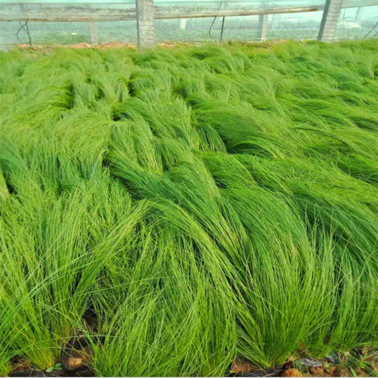 供应水生细径针芒 细径针芒公园景区 夏杰花卉 广场组摆设计施工