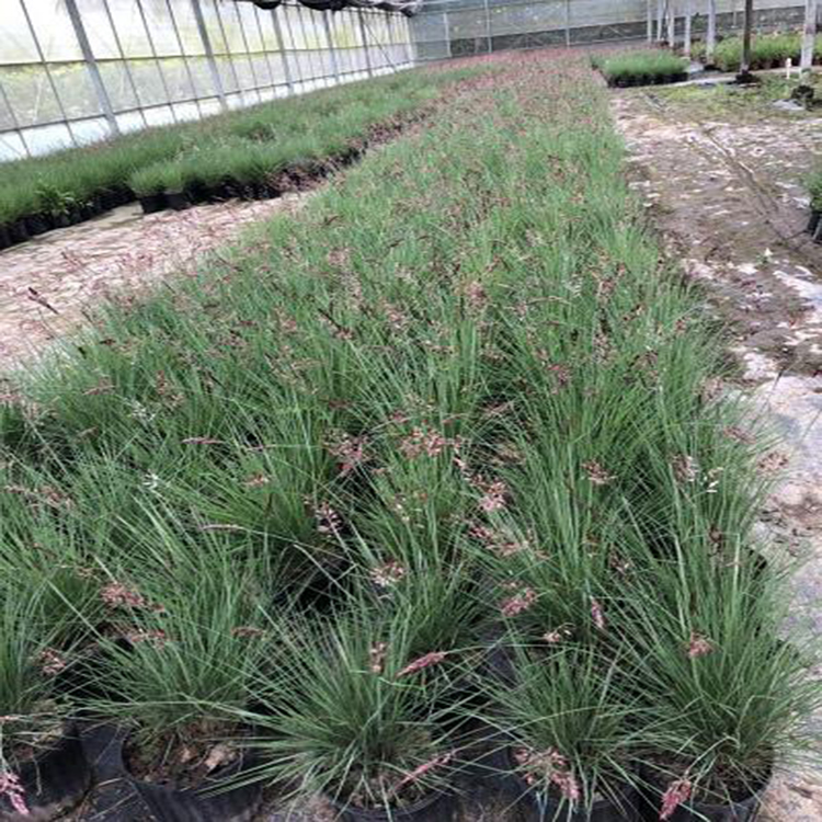 坡地毛冠草种植批发 绿化盆花坡地毛冠草