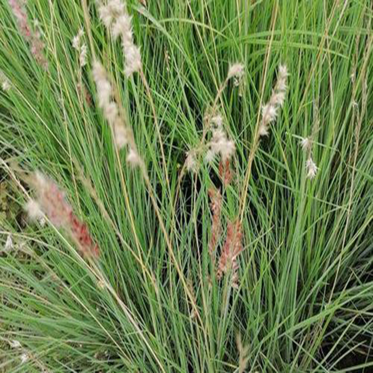 坡地毛冠草绿化工程 坡地毛冠草种植基地