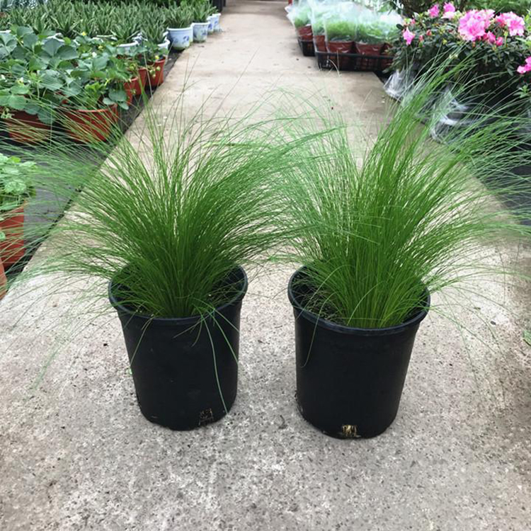 批发细径针芒水生植物 细径针芒工程苗木