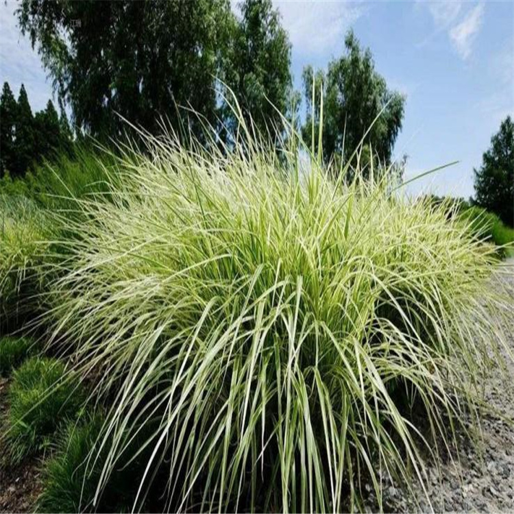 新疆花叶芒批发 花镜点缀花叶芒价格 量大从优