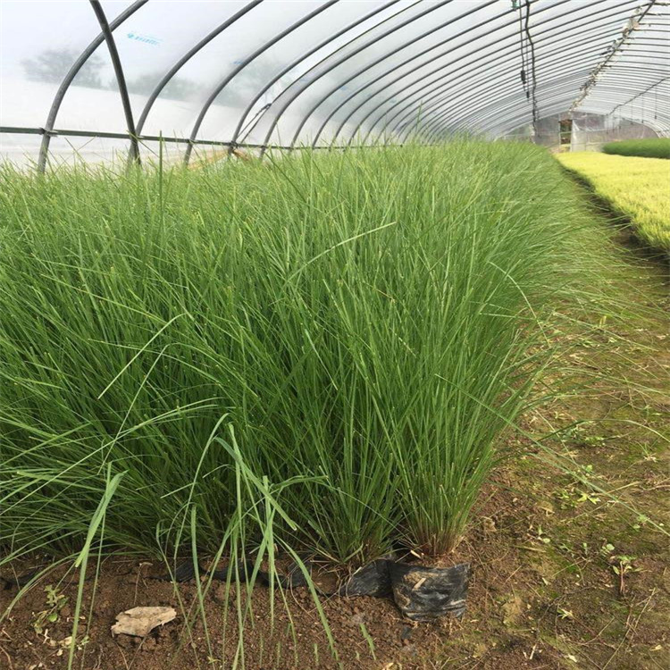 辽宁画眉草批发价格 公园绿化画眉草基地 江瑞