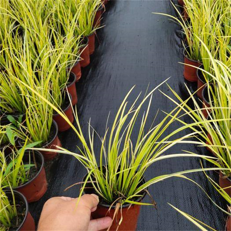 浙江金叶石菖蒲出售 湿地绿化金叶石菖蒲种子 江瑞