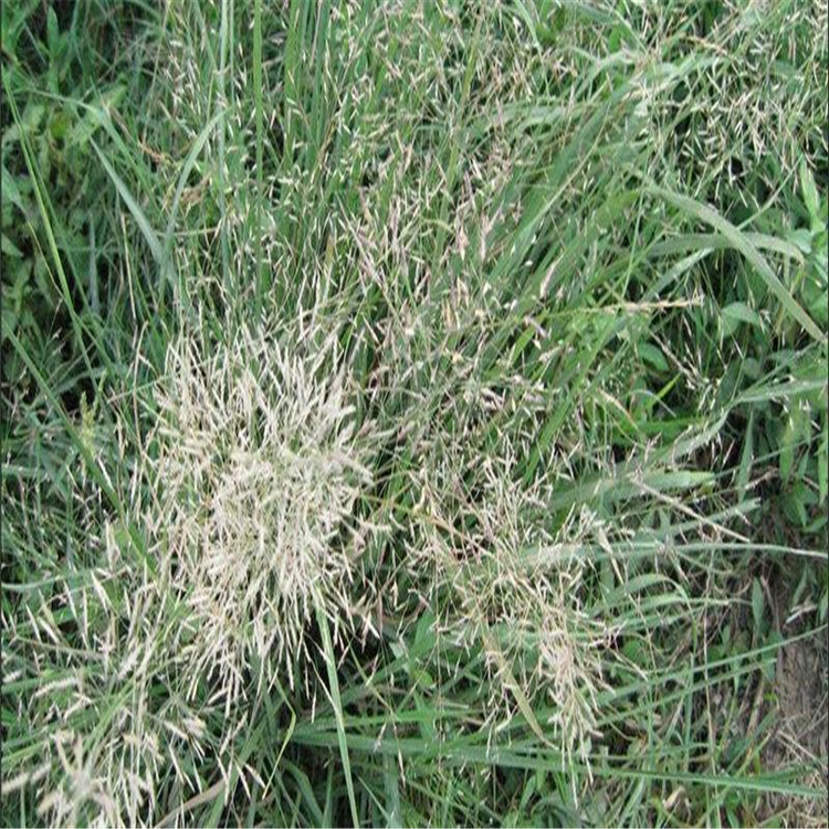 北京画眉草种子批发 花坛点缀画眉草供应 江瑞