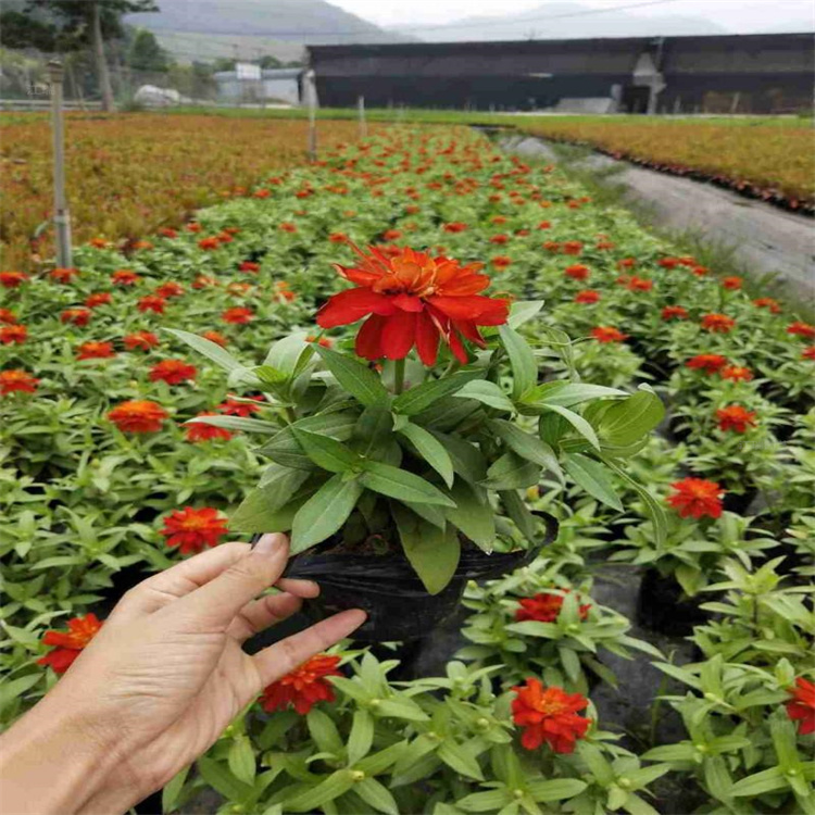 百日草批发商 湖北步步高价格 花镜种植百日菊