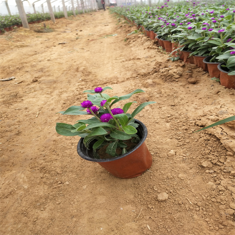 新疆千日红种植基地 千日红种子 江瑞花卉