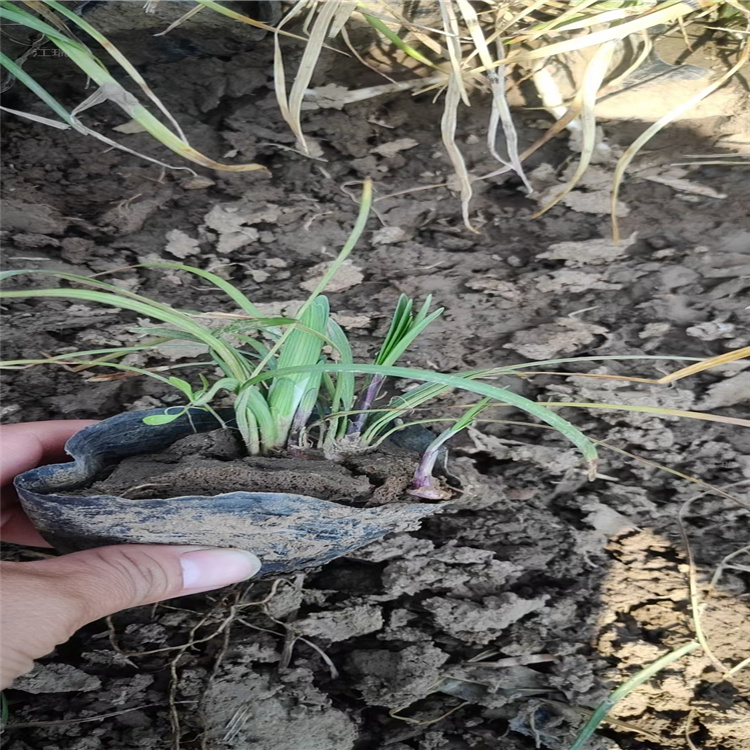 麦冬草大量供应 麦冬种子 林下绿化麦冬草批发
