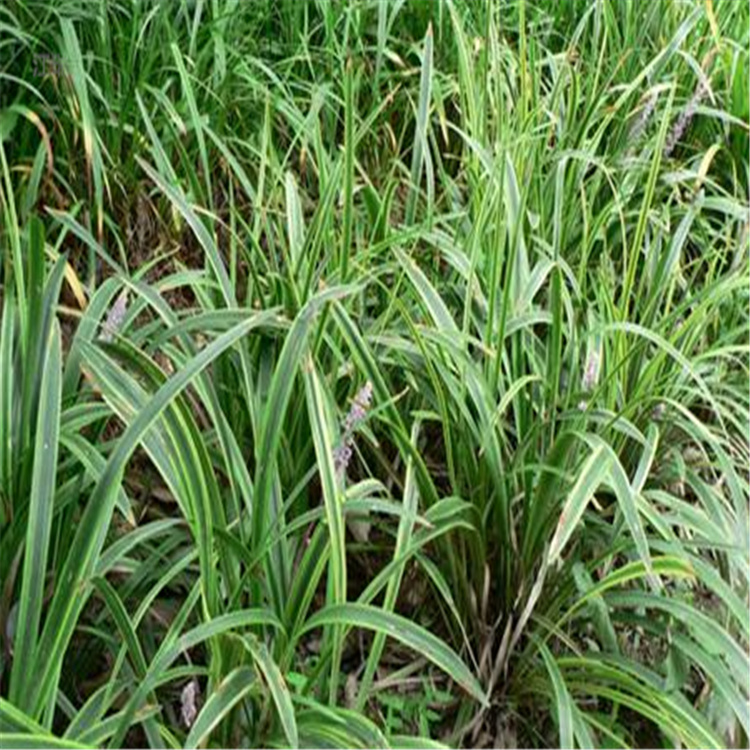 江苏金边麦冬种植基地 金边麦冬种子 欢迎咨询江瑞园艺