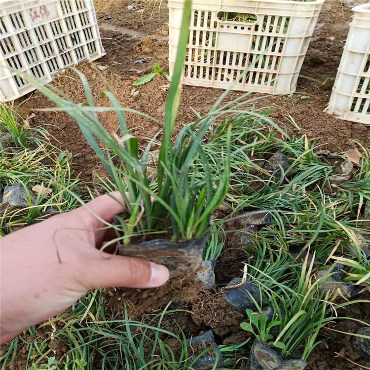 新疆麦冬出售 多芽麦冬种子 公路绿化麦冬草批发