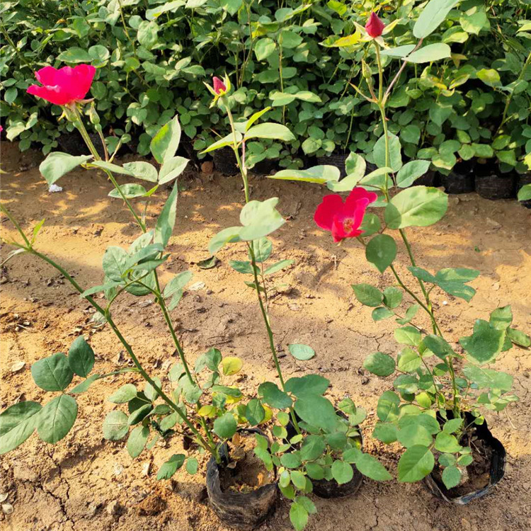 丰花月季批发 苗圃供应 山东丰花月季
