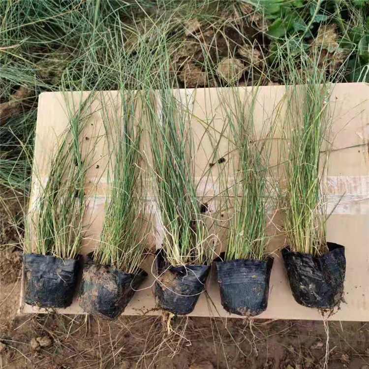 粉黛乱子草批发 青州地被粉黛乱子草 大量批发