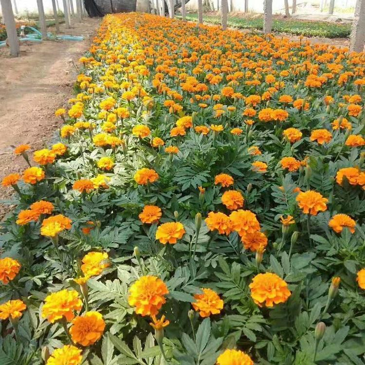 孔雀草价格 基地直销 山东草花 上盆孔雀草