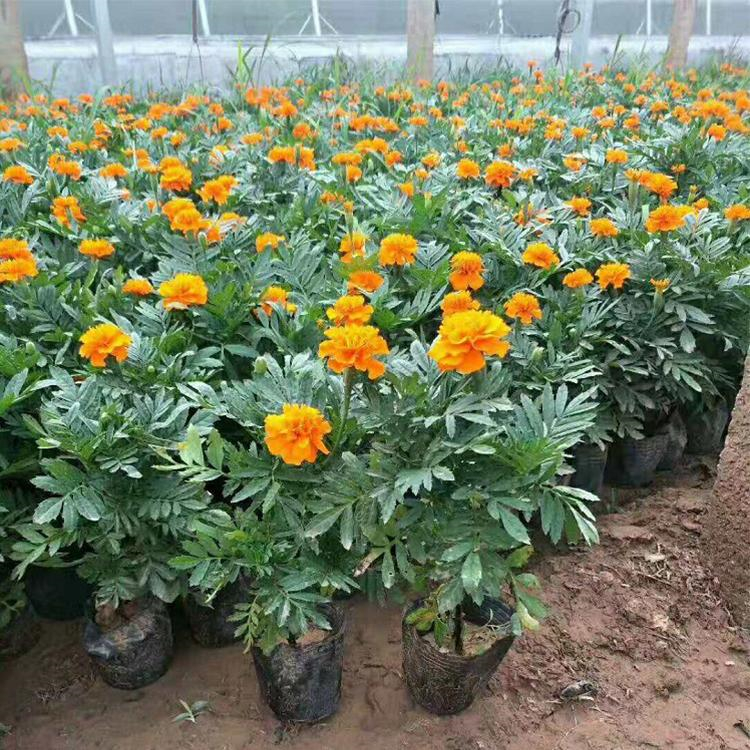 孔雀草价格 花海景观观赏用 青州草花 孔雀草小苗
