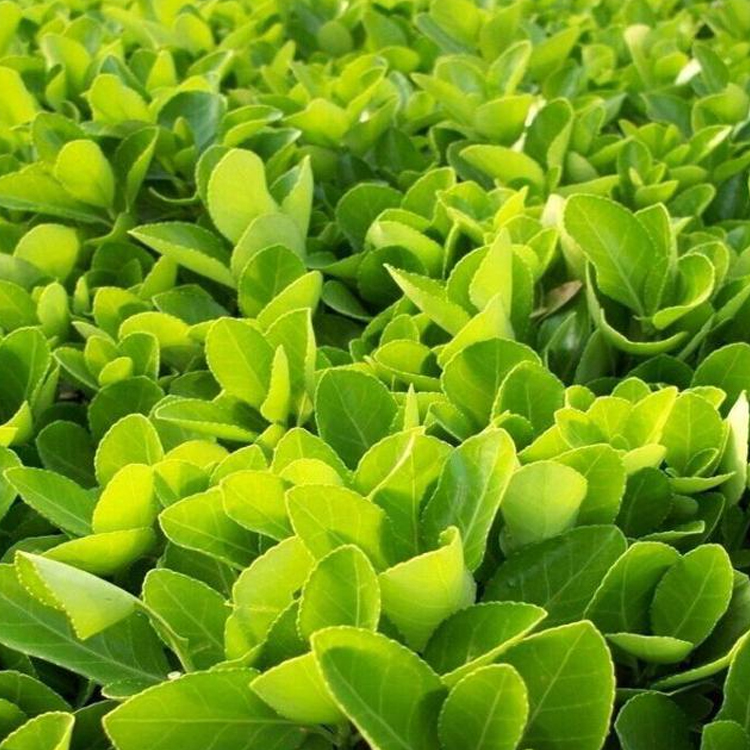 洛阳林祥园林绿化有限公司