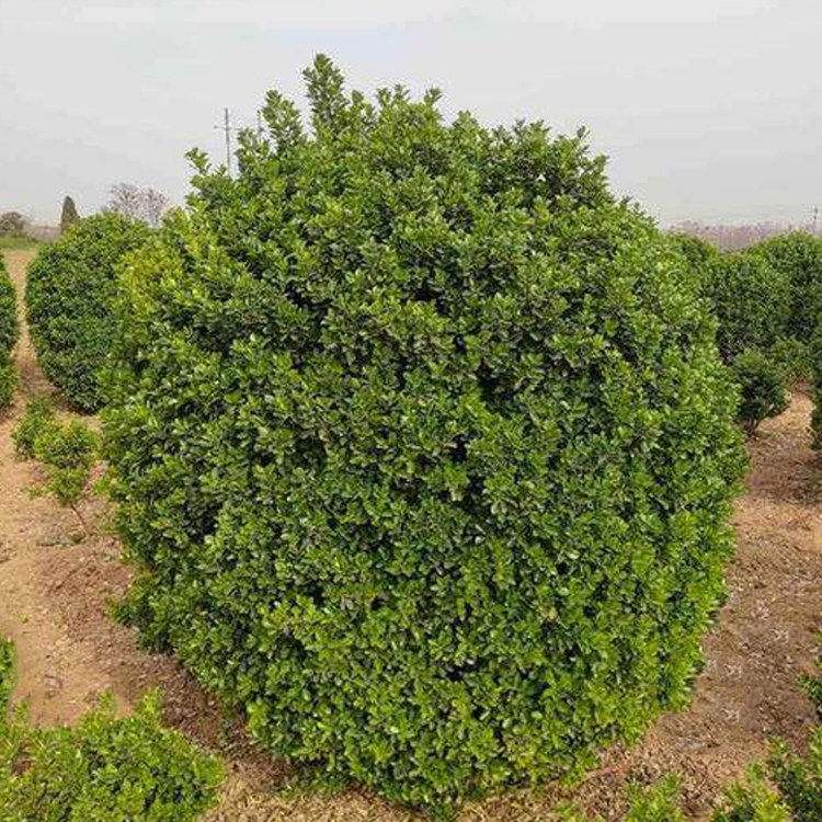 基地直供大叶黄杨球 冬青球 四季常青篱笆植物 工程树木 规格齐全