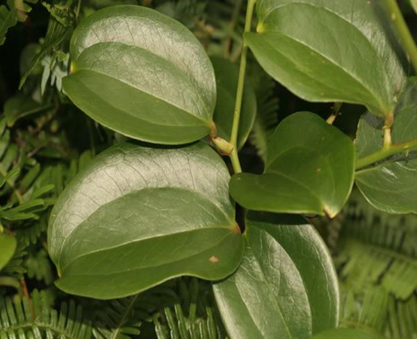 中药材批发  菝葜批发  菝葜价格--孟现良中药材批发