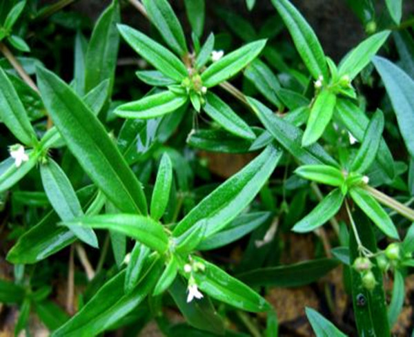 白花蛇舌草批发 白花蛇舌草价格 白花蛇舌草大货 孟现良中药材批发
