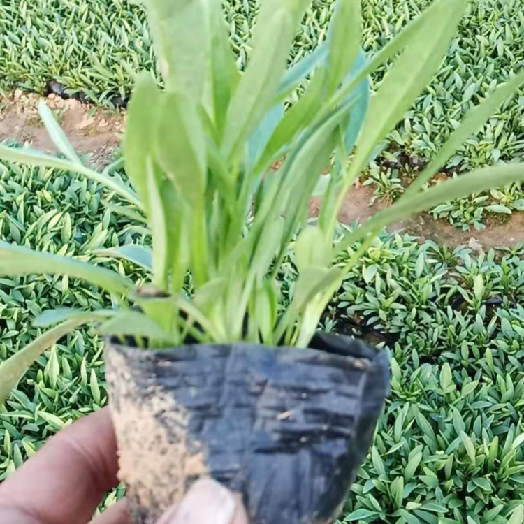 嘉耀供应租摆金鸡菊 优良金鸡菊小苗培育 金鸡菊批发基地